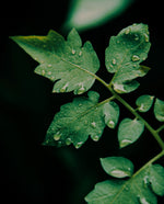 close up of a dewy tomato leaf against a dark out of focus background