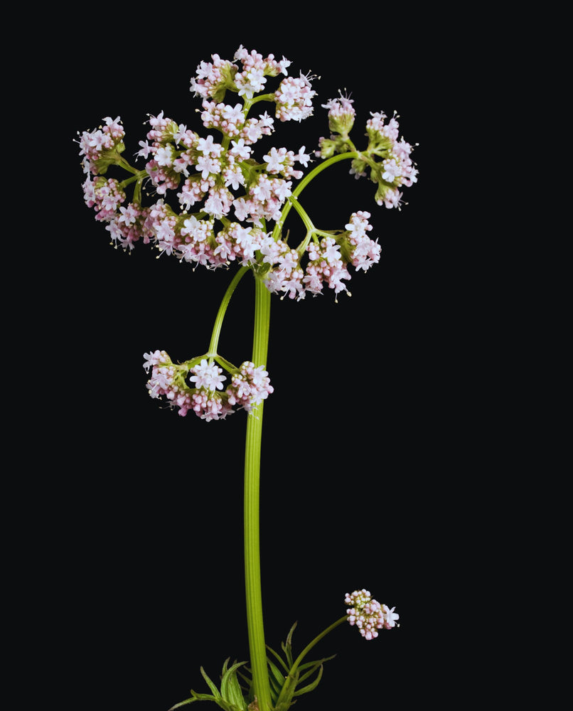 close up of the flowering top of a valerian plant against a black background