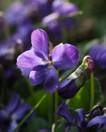 close up of violet flower