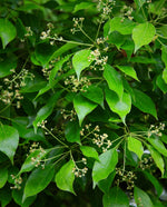 Close up of the leaves and flowers of the Cinnamomum camphora plant