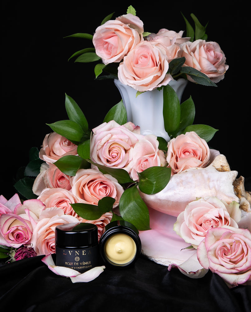 Two 50g black glass pots of LVNEA's "Rose of Venus" face cream surrounded by pink roses and a large conch shell. One jar is open and laid on its side, revealing a buttery yellow, thick beauty cream.