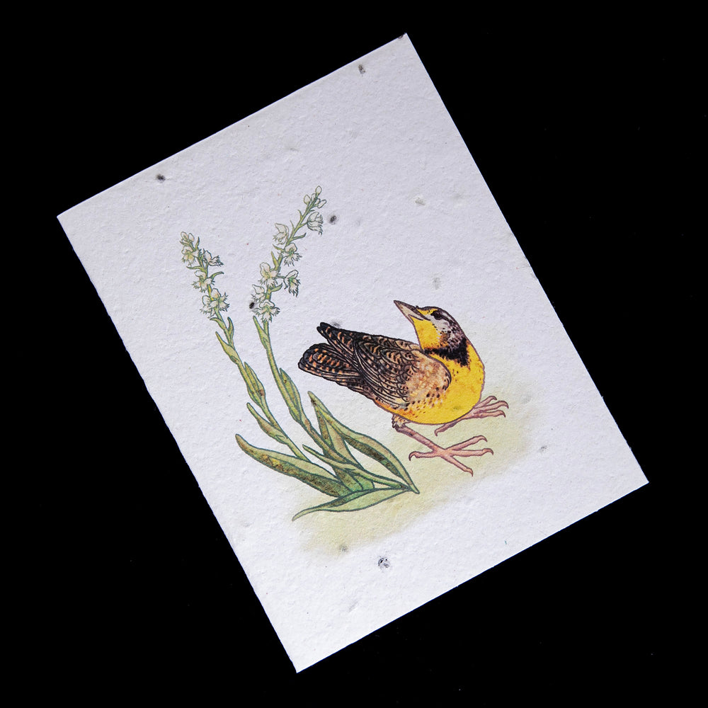 
                      
                        Greeting card with illustration of a rmeadowlark surrounded by orchids printed on cream coloured seed-studded plantable paper.
                      
                    