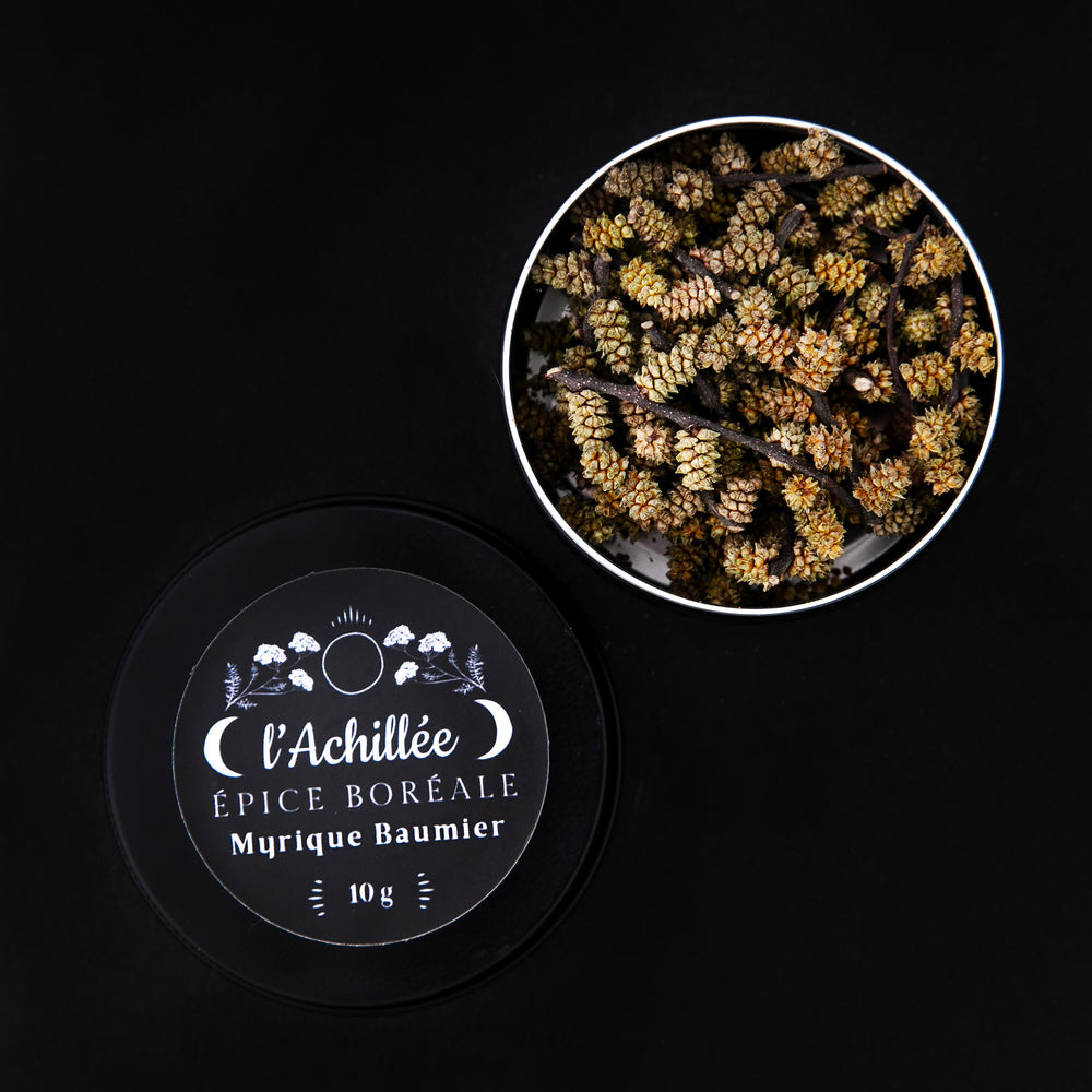 open black tin of sweet gale catkins against black background