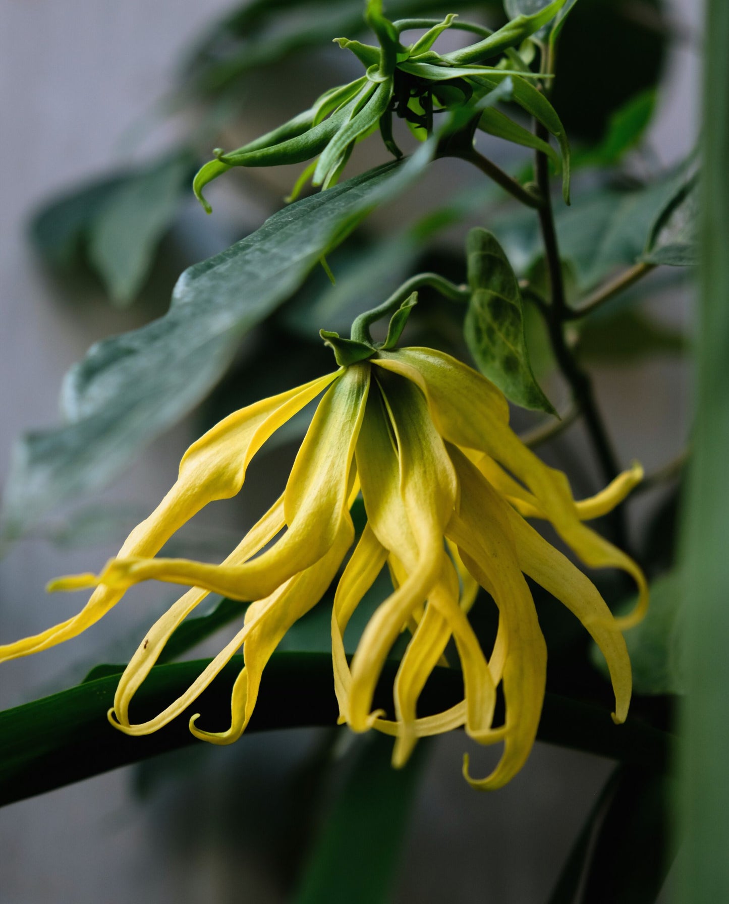 close up of a yellow flower on ylang ylang plant.