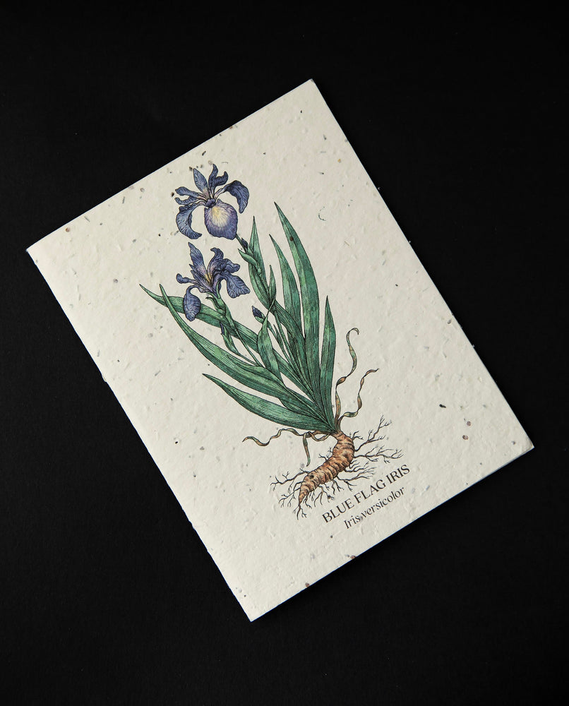 Blue Flag Iris Plantable Card | SMALL VICTORIES