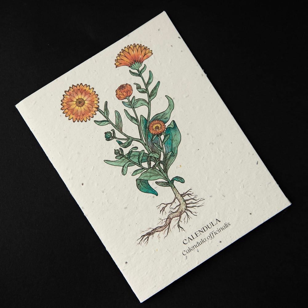 Off-white greeting card with natural illustration of a calendula plant. The cardstock is textured and studded with seeds.