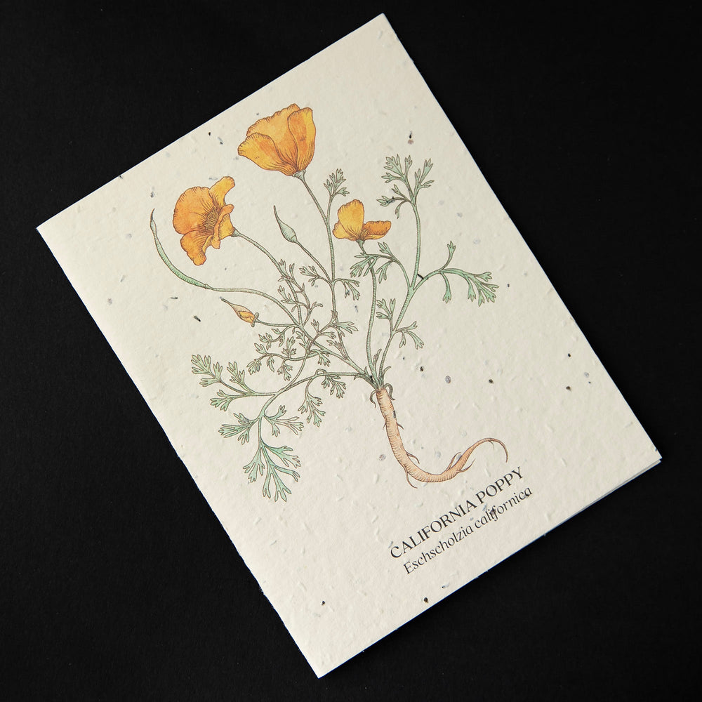Off-white greeting card with botanical illustration of California Poppy. The cardstock is textured and studded with seeds.