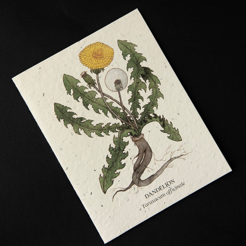 Cream coloured greeting card with botanical illustration of dandelion. The cardstock is textured and studded with seeds.