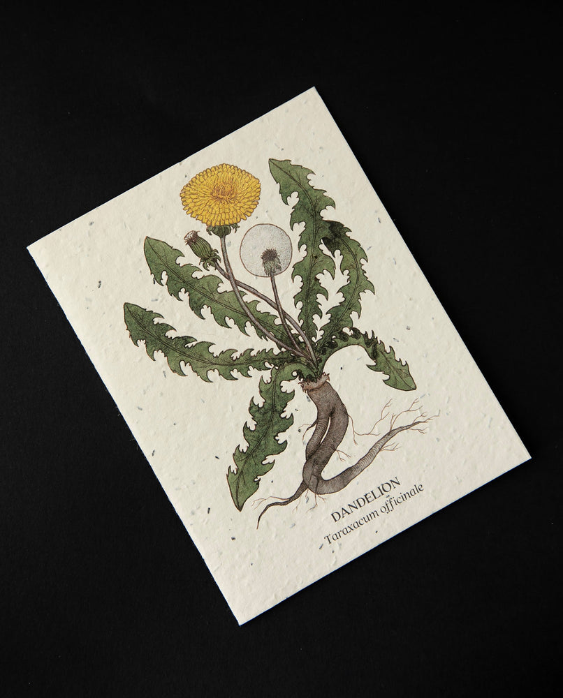 Cream coloured greeting card with botanical illustration of dandelion. The cardstock is textured and studded with seeds.