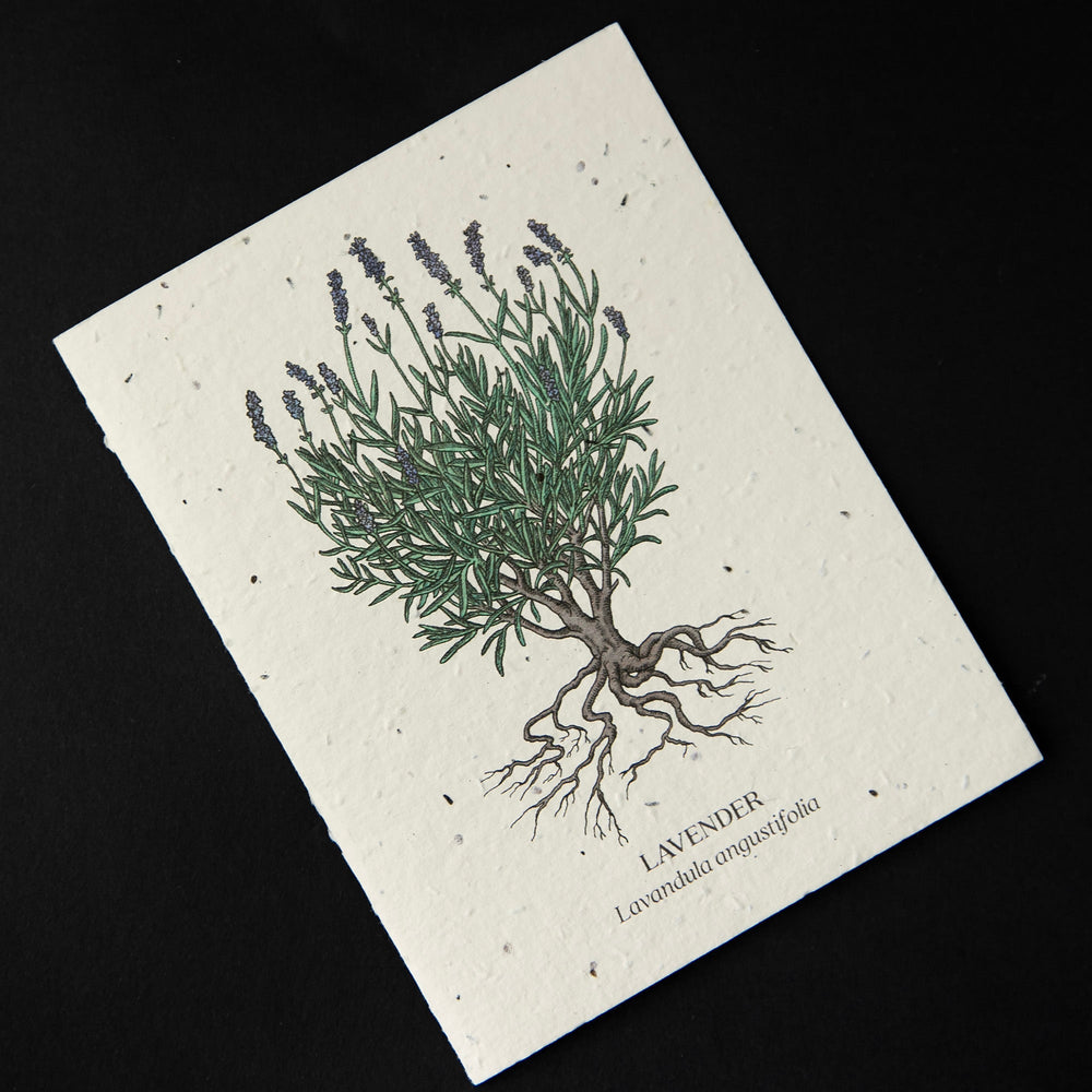 cream-coloured greeting card with botanical illustration of a lavender plant. The cardstock is textured and studded with seeds.