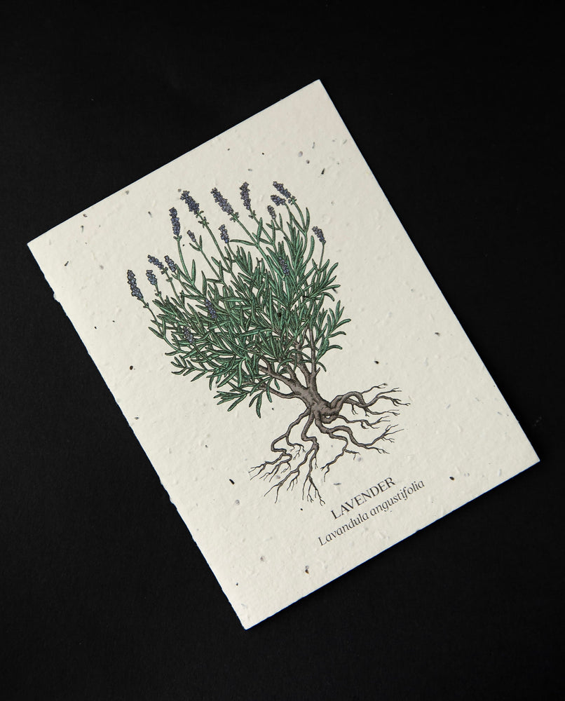 cream-coloured greeting card with botanical illustration of a lavender plant. The cardstock is textured and studded with seeds.