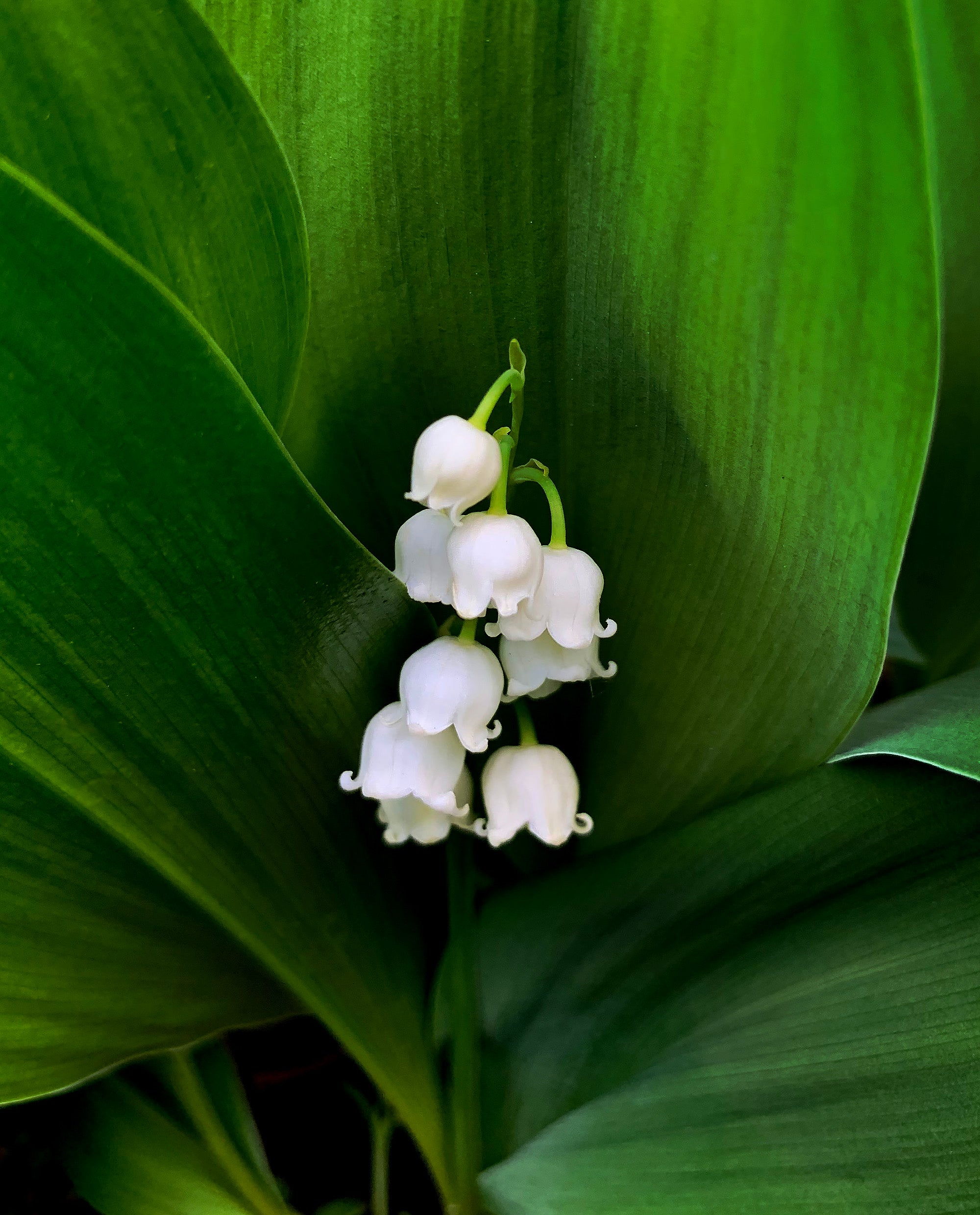 LILY OF THE VALLEY | Limited Return Eau de Parfum