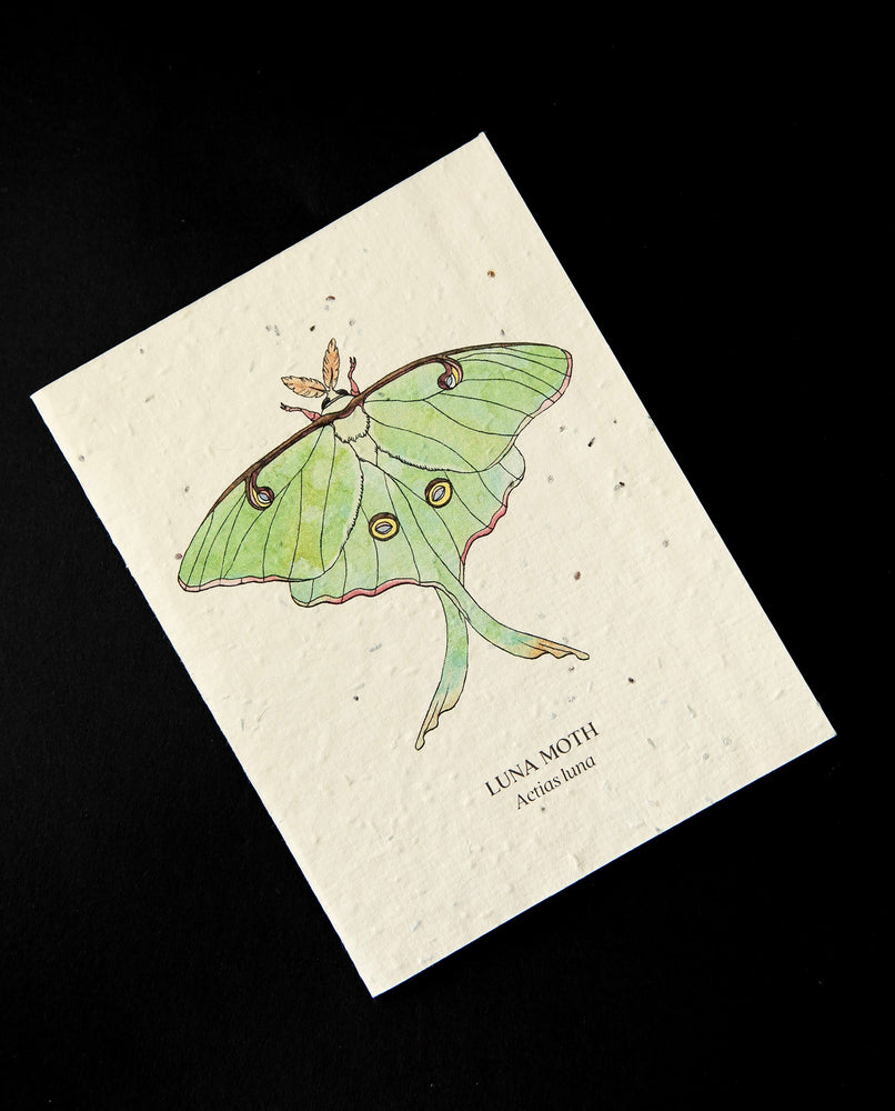Luna Moth Plantable Card | SMALL VICTORIES
