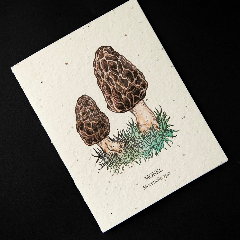 cream-coloured greeting card with a botanical illustration of morel mushrooms. The cardstock is textured and studded with seeds.