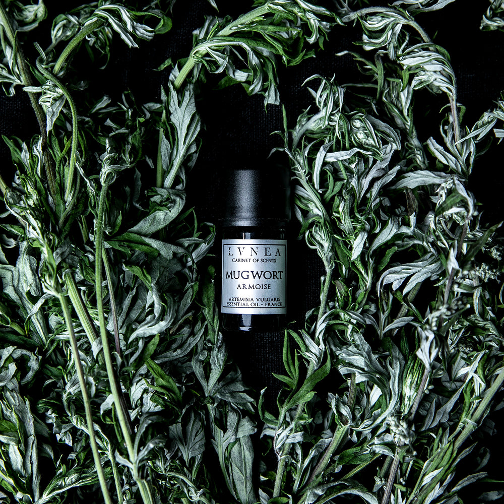 
                      
                        black 5ml bottle of mugwort essential oil seen from an overhead angle surrounded by dried stems of mugwort.
                      
                    