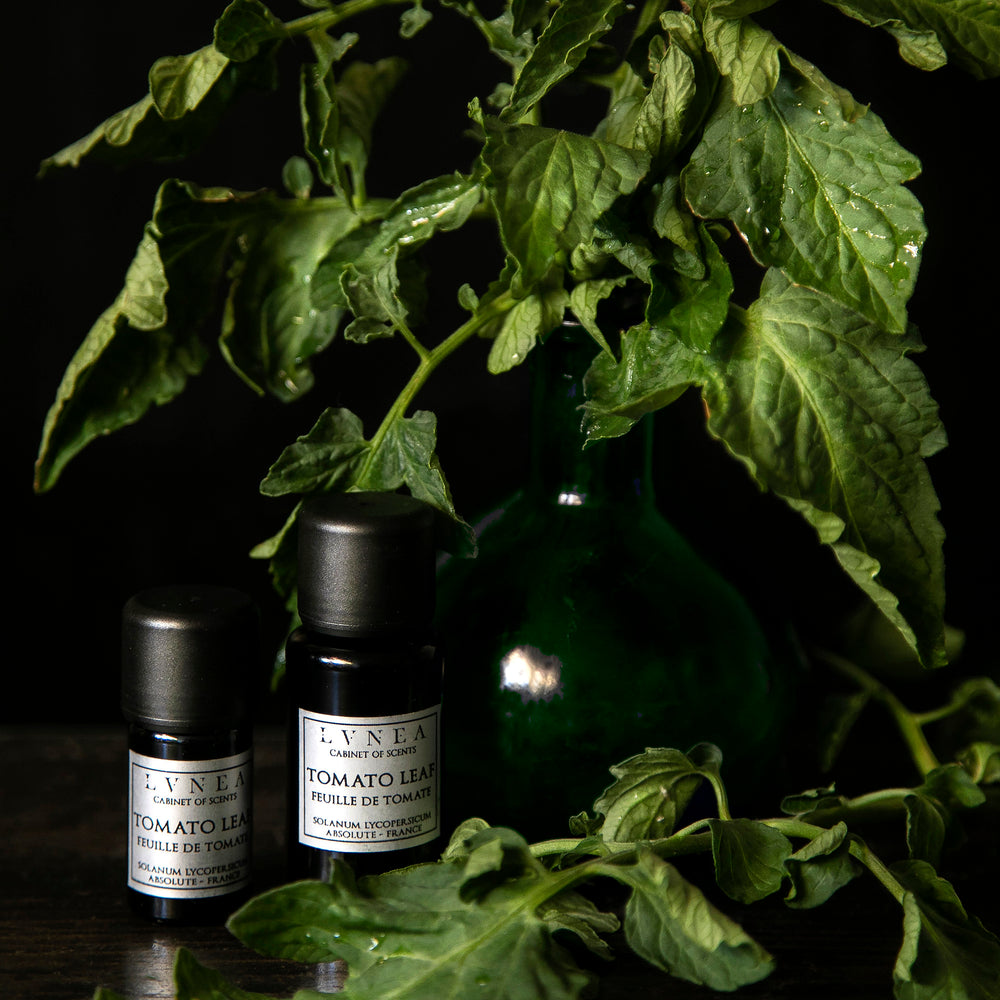 5ml and 15ml bottles of LVNEA's tomato leaf absolute surrounded by fresh tomato leaves on a black background