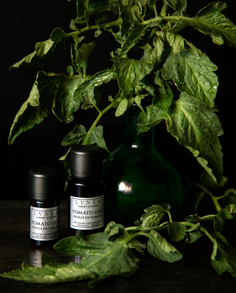 5ml and 15ml bottles of LVNEA's tomato leaf absolute surrounded by fresh tomato leaves on a black background